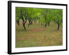 Indian Paint Brush and Young Trees, Devine Area, Texas, USA-Darrell Gulin-Framed Photographic Print