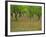 Indian Paint Brush and Young Trees, Devine Area, Texas, USA-Darrell Gulin-Framed Photographic Print