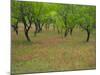 Indian Paint Brush and Young Trees, Devine Area, Texas, USA-Darrell Gulin-Mounted Photographic Print