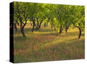 Indian Paint Brush and Young Trees, Devine Area, Texas, USA-Darrell Gulin-Stretched Canvas