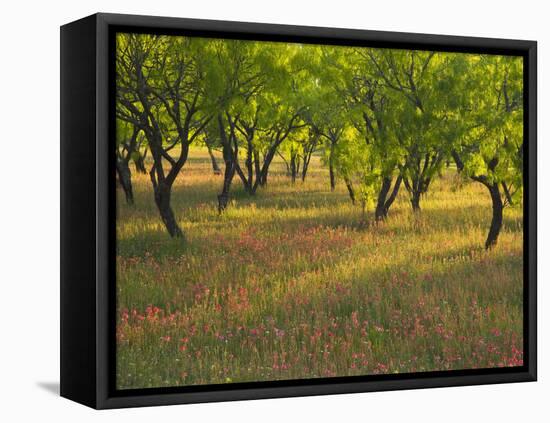 Indian Paint Brush and Young Trees, Devine Area, Texas, USA-Darrell Gulin-Framed Stretched Canvas