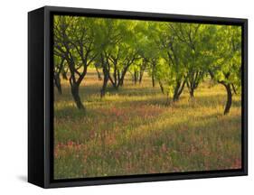 Indian Paint Brush and Young Trees, Devine Area, Texas, USA-Darrell Gulin-Framed Stretched Canvas