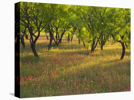 Indian Paint Brush and Young Trees, Devine Area, Texas, USA-Darrell Gulin-Stretched Canvas