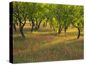 Indian Paint Brush and Young Trees, Devine Area, Texas, USA-Darrell Gulin-Stretched Canvas