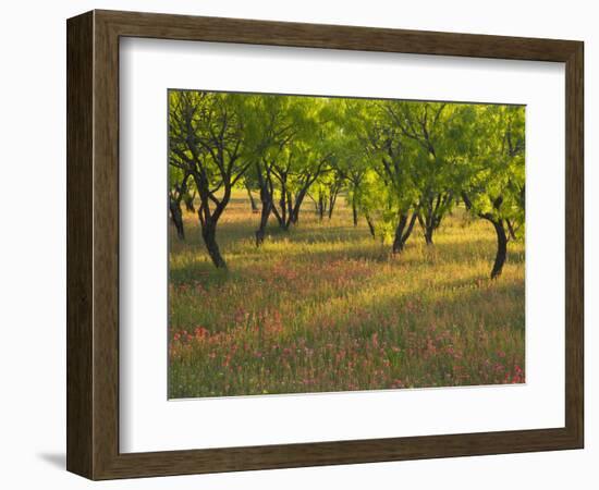 Indian Paint Brush and Young Trees, Devine Area, Texas, USA-Darrell Gulin-Framed Photographic Print