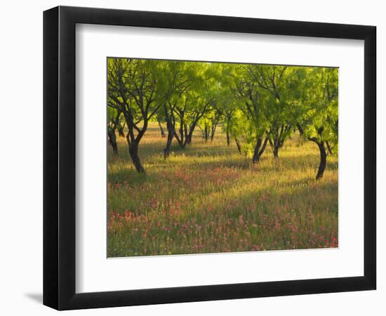 Indian Paint Brush and Young Trees, Devine Area, Texas, USA-Darrell Gulin-Framed Photographic Print