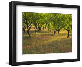 Indian Paint Brush and Young Trees, Devine Area, Texas, USA-Darrell Gulin-Framed Photographic Print