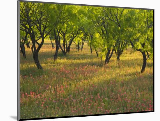 Indian Paint Brush and Young Trees, Devine Area, Texas, USA-Darrell Gulin-Mounted Photographic Print