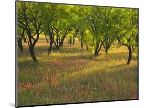 Indian Paint Brush and Young Trees, Devine Area, Texas, USA-Darrell Gulin-Mounted Photographic Print