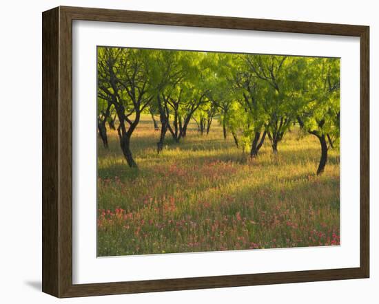 Indian Paint Brush and Young Trees, Devine Area, Texas, USA-Darrell Gulin-Framed Photographic Print