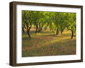 Indian Paint Brush and Young Trees, Devine Area, Texas, USA-Darrell Gulin-Framed Photographic Print