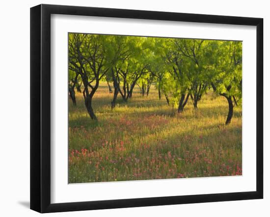 Indian Paint Brush and Young Trees, Devine Area, Texas, USA-Darrell Gulin-Framed Photographic Print