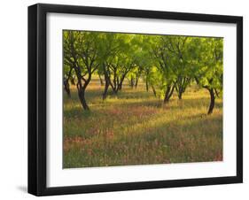 Indian Paint Brush and Young Trees, Devine Area, Texas, USA-Darrell Gulin-Framed Photographic Print