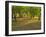 Indian Paint Brush and Young Trees, Devine Area, Texas, USA-Darrell Gulin-Framed Photographic Print