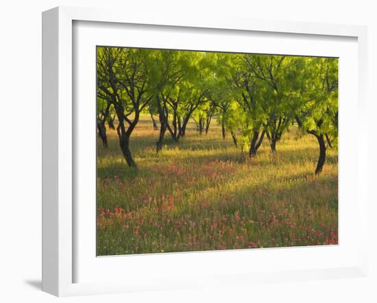 Indian Paint Brush and Young Trees, Devine Area, Texas, USA-Darrell Gulin-Framed Photographic Print