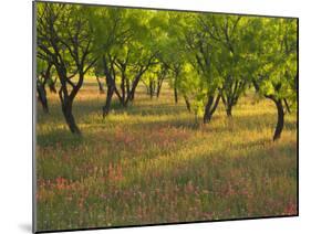 Indian Paint Brush and Young Trees, Devine Area, Texas, USA-Darrell Gulin-Mounted Photographic Print