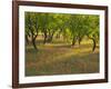 Indian Paint Brush and Young Trees, Devine Area, Texas, USA-Darrell Gulin-Framed Photographic Print