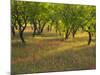 Indian Paint Brush and Young Trees, Devine Area, Texas, USA-Darrell Gulin-Mounted Photographic Print