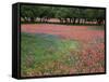 Indian Paint Brush, Hill Country, Texas, USA-Alice Garland-Framed Stretched Canvas