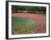 Indian Paint Brush, Hill Country, Texas, USA-Alice Garland-Framed Photographic Print