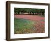 Indian Paint Brush, Hill Country, Texas, USA-Alice Garland-Framed Photographic Print
