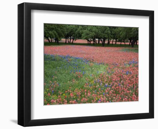 Indian Paint Brush, Hill Country, Texas, USA-Alice Garland-Framed Photographic Print