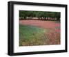 Indian Paint Brush, Hill Country, Texas, USA-Alice Garland-Framed Photographic Print