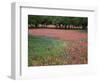 Indian Paint Brush, Hill Country, Texas, USA-Alice Garland-Framed Photographic Print