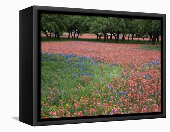 Indian Paint Brush, Hill Country, Texas, USA-Alice Garland-Framed Stretched Canvas