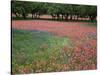 Indian Paint Brush, Hill Country, Texas, USA-Alice Garland-Stretched Canvas