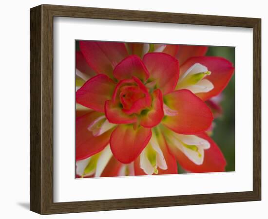 Indian Paint Brush Near Gay Hill, Texas, USA-Darrell Gulin-Framed Photographic Print