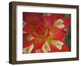 Indian Paint Brush Near Gay Hill, Texas, USA-Darrell Gulin-Framed Photographic Print