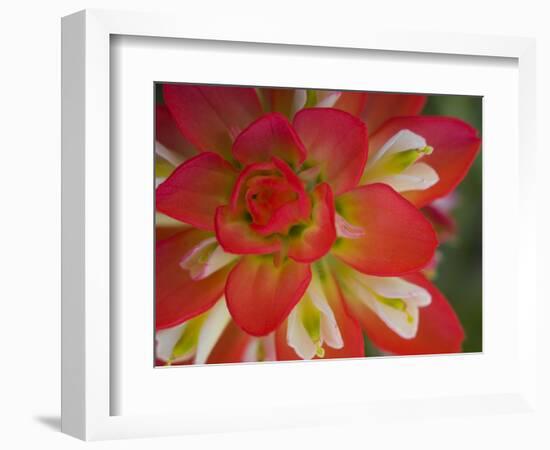 Indian Paint Brush Near Gay Hill, Texas, USA-Darrell Gulin-Framed Photographic Print