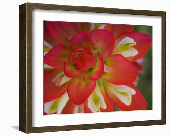 Indian Paint Brush Near Gay Hill, Texas, USA-Darrell Gulin-Framed Photographic Print