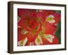 Indian Paint Brush Near Gay Hill, Texas, USA-Darrell Gulin-Framed Photographic Print