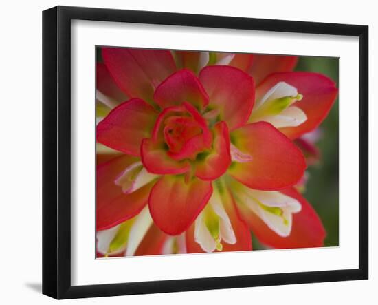 Indian Paint Brush Near Gay Hill, Texas, USA-Darrell Gulin-Framed Photographic Print