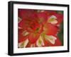 Indian Paint Brush Near Gay Hill, Texas, USA-Darrell Gulin-Framed Photographic Print