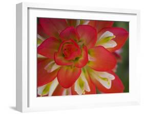 Indian Paint Brush Near Gay Hill, Texas, USA-Darrell Gulin-Framed Photographic Print