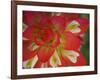 Indian Paint Brush Near Gay Hill, Texas, USA-Darrell Gulin-Framed Photographic Print