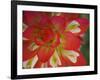 Indian Paint Brush Near Gay Hill, Texas, USA-Darrell Gulin-Framed Photographic Print