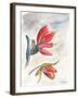 Indian Paint Brush-Jennifer Redstreake Geary-Framed Art Print