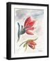 Indian Paint Brush-Jennifer Redstreake Geary-Framed Art Print