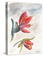 Indian Paint Brush-Jennifer Redstreake Geary-Stretched Canvas