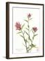 Indian Paint Brush-null-Framed Art Print