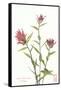 Indian Paint Brush-null-Framed Stretched Canvas