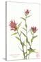 Indian Paint Brush-null-Stretched Canvas