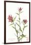 Indian Paint Brush-null-Framed Art Print