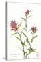 Indian Paint Brush-null-Stretched Canvas