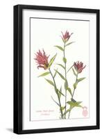 Indian Paint Brush-null-Framed Art Print