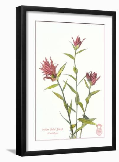 Indian Paint Brush-null-Framed Art Print